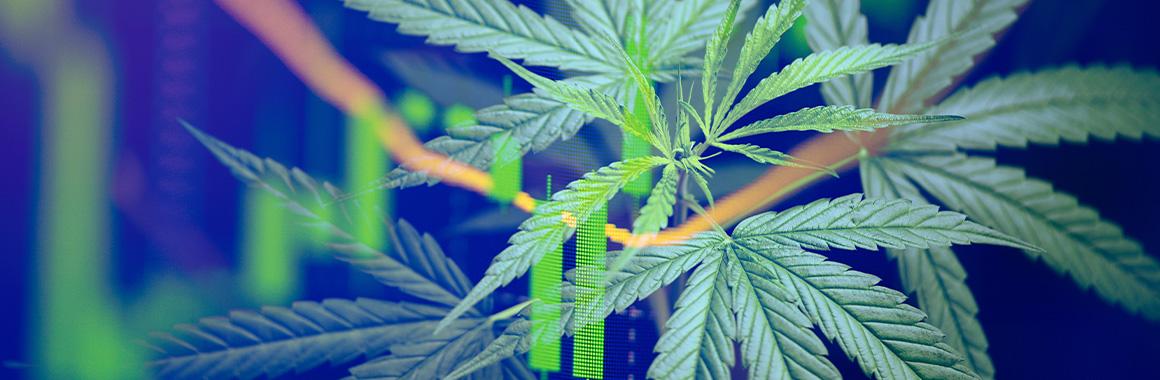 Как инвестировать в акции производителей марихуаны?