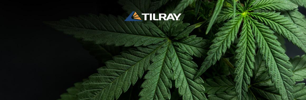 Cổ phiếu Tilray: Nhảy lên và giảm xuống