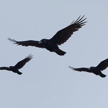 How to Trade Three Black Crows Candlestick Pattern