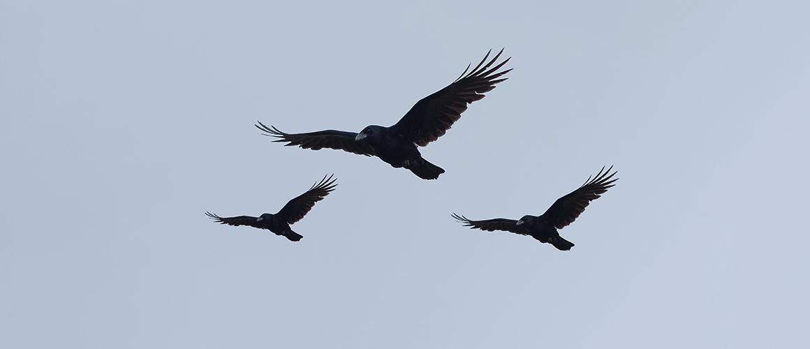 Cómo intercambiar el patrón de velas de tres cuervos negros