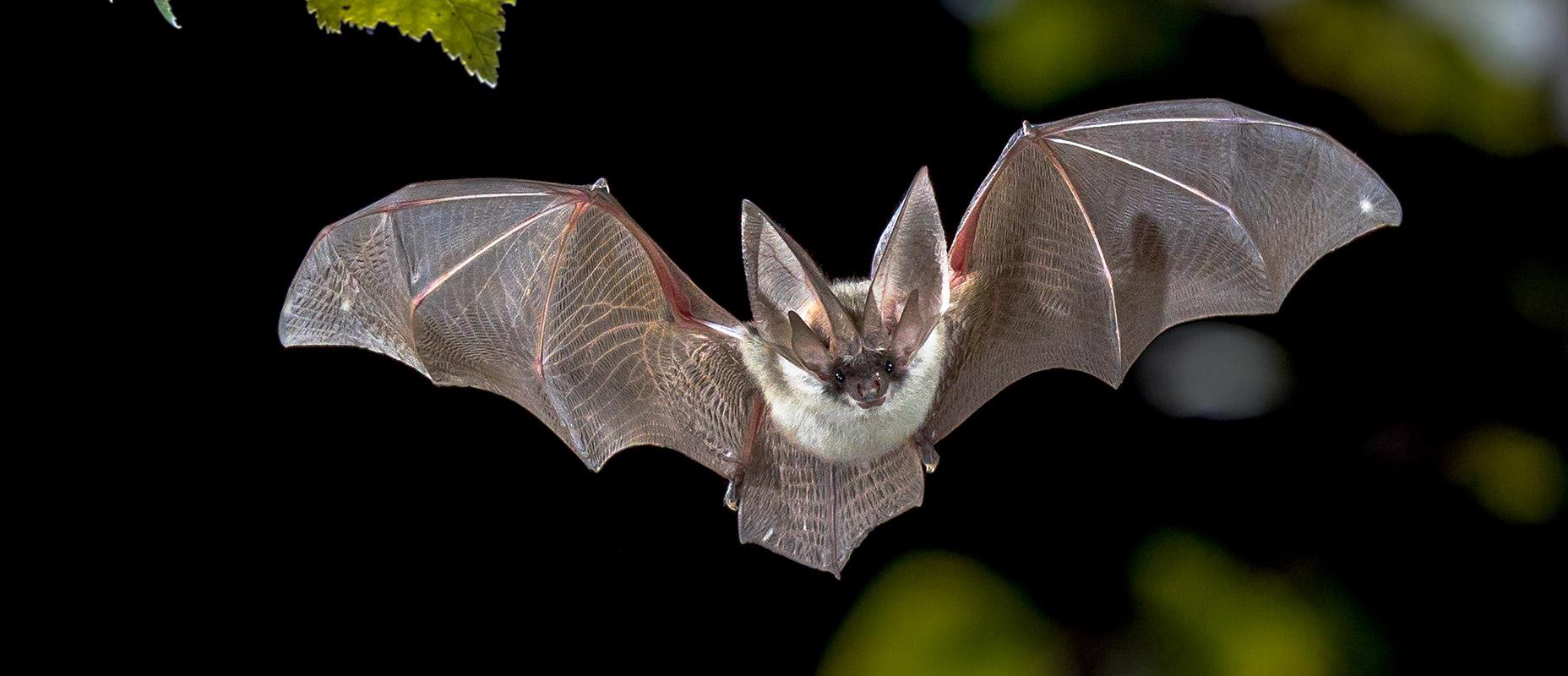 Como trocar o padrão de morcego